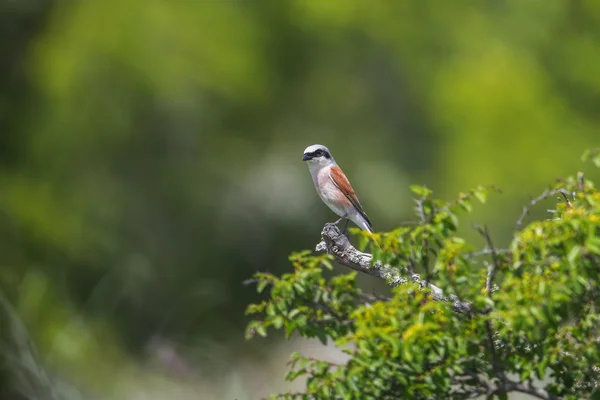 Blick auf den schönen Vogel lanius collurio — Stockfoto