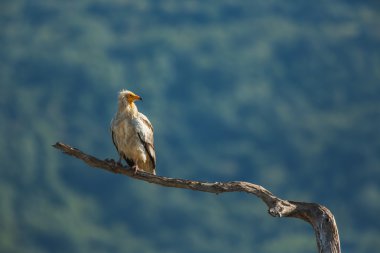 Mısır akbabası Wildlife Reserve Madjarovo, Bulgaristan