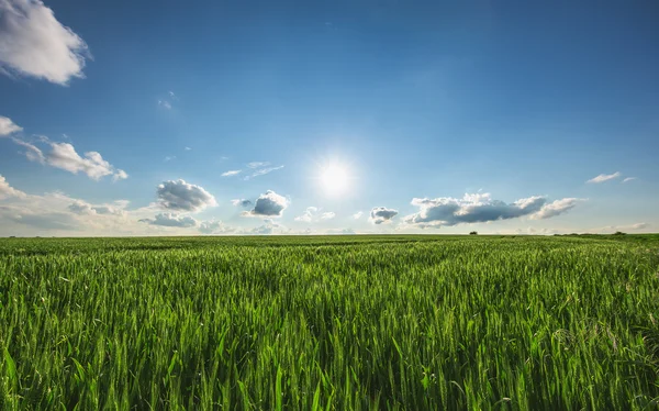 Grönt vetefält och solig dag — Stockfoto