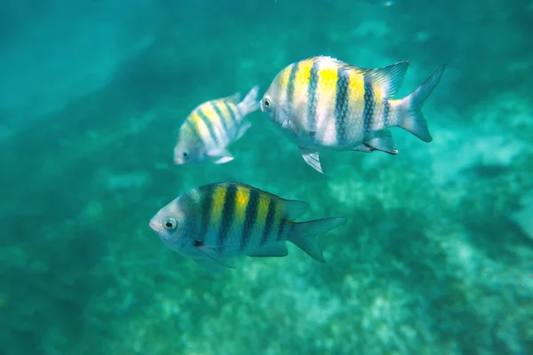 Φωτογραφία μια τροπικών ψαριών σε μια κοραλλιογενή ύφαλο — Φωτογραφία Αρχείου