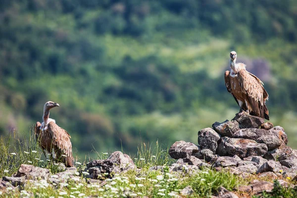 Buitre leonado en un retrato detallado, de pie sobre una roca — Foto de Stock