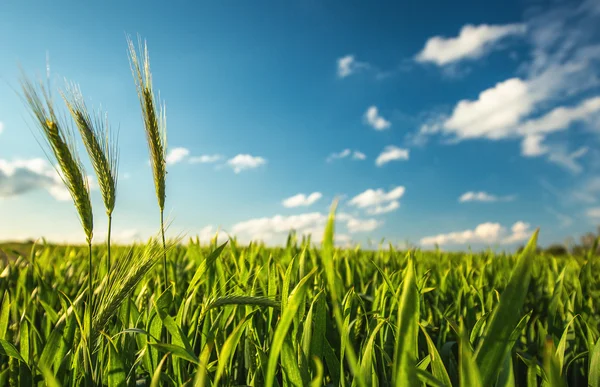 Campo de trigo verde e dia ensolarado — Fotografia de Stock