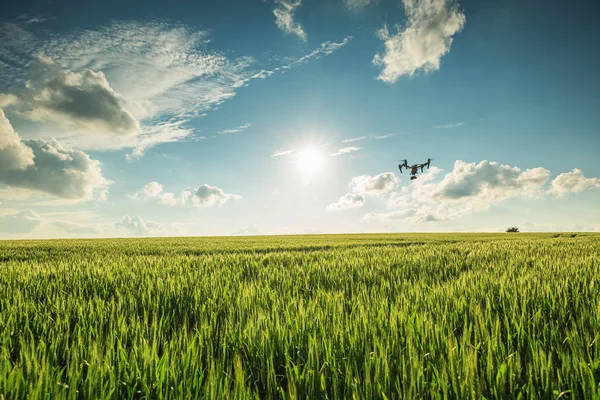 A búza mező felett repülő drone — Stock Fotó