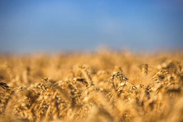 Campo de trigo dourado e dia ensolarado — Fotografia de Stock