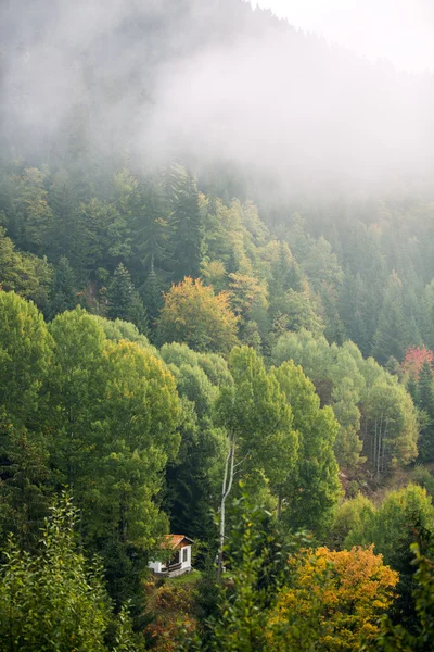 Misty pine forest on the mountain slope in a nature reserve — Stock Photo, Image