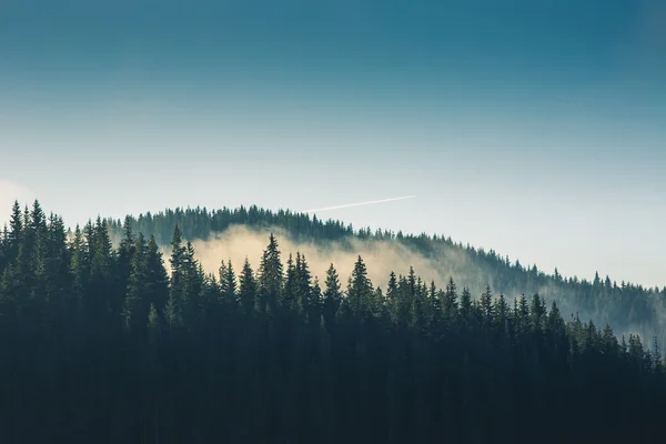 Floresta de pinheiros enevoada na encosta da montanha em uma reserva natural — Fotografia de Stock