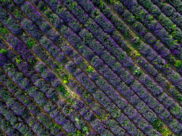 Vista aérea de un paisaje con campo de lavanda —  Fotos de Stock