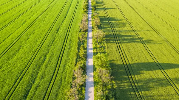 Aeriala vista del campo di grano verde e giornata di sole — Foto Stock