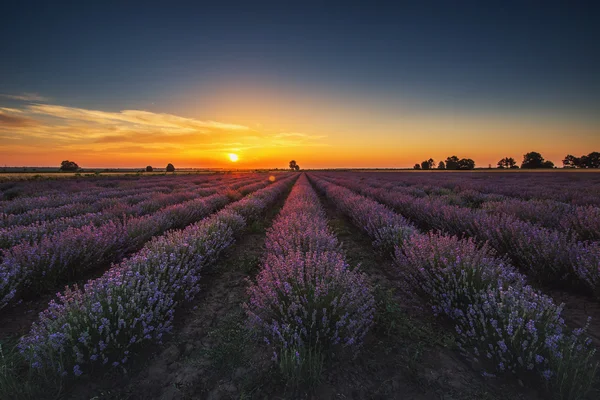 Lavendelblüten blühende Felder in endlosen Reihen. Sonnenuntergang. — Stockfoto