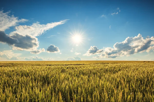 Campo de trigo dourado e dia ensolarado — Fotografia de Stock