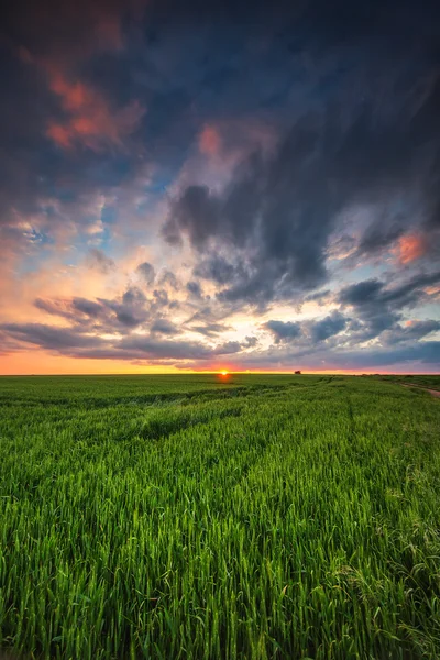 Zelený pšeničné pole, slunce výstřel — Stock fotografie