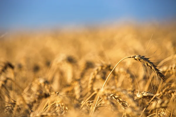 Golden wheat field and sunny day — Stock Photo, Image