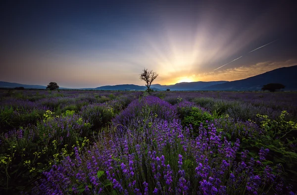 Fiori di lavanda campi fioriti in file infinite. Colpo al tramonto . — Foto Stock