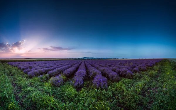 Lavendel flower blommande fält i ändlösa rader. Solnedgång skott. — Stockfoto