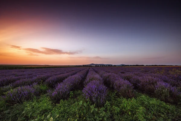 Lavendelblüten blühende Felder in endlosen Reihen. Sonnenuntergang. — Stockfoto