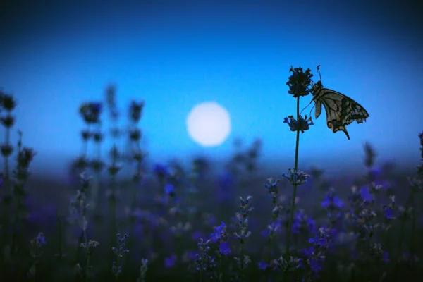 Butterfly in lavender field and moon light — Stock Photo, Image