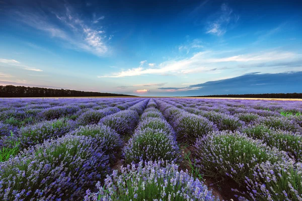 Lavendel flower blommande fält i ändlösa rader. Solnedgång skott. — Stockfoto