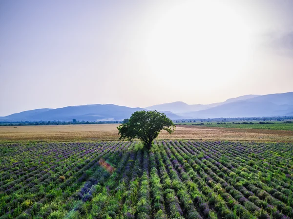 Вид с воздуха на пейзаж с лавандовым полем — стоковое фото