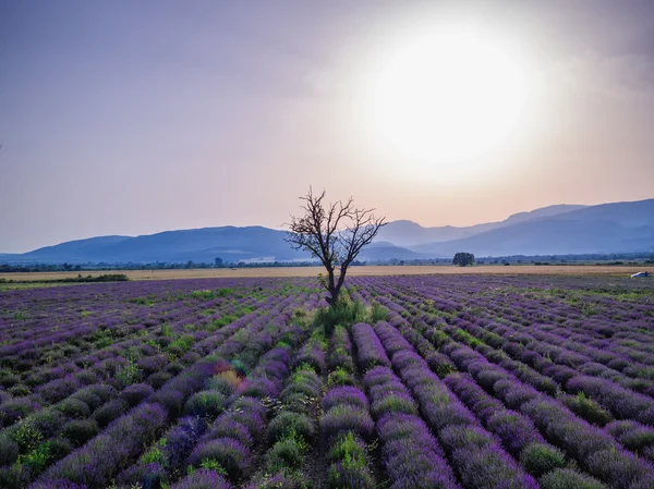 Veduta aerea di un paesaggio con campo di lavanda — Foto Stock