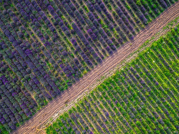 Flygfoto över ett landskap med lavendel fält — Stockfoto