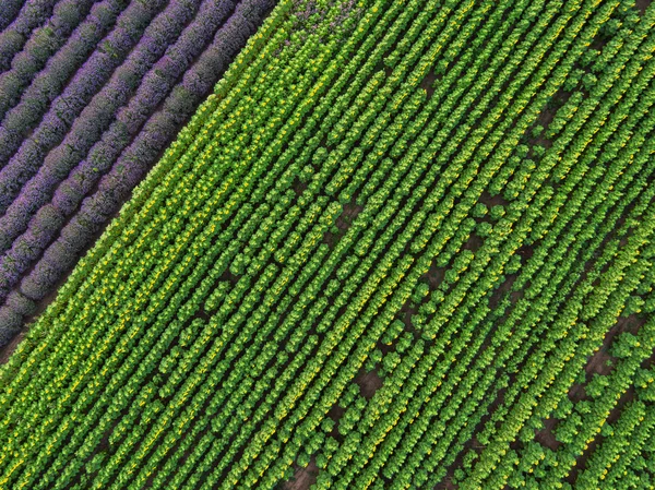 Letecký pohled na krajinu s poli levandule a slunečnice — Stock fotografie