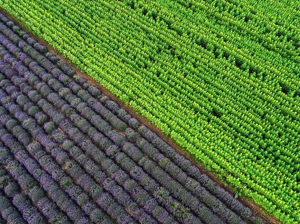 Lavanta alan ve ayçiçeği ile bir manzara havadan görünümü — Stok fotoğraf