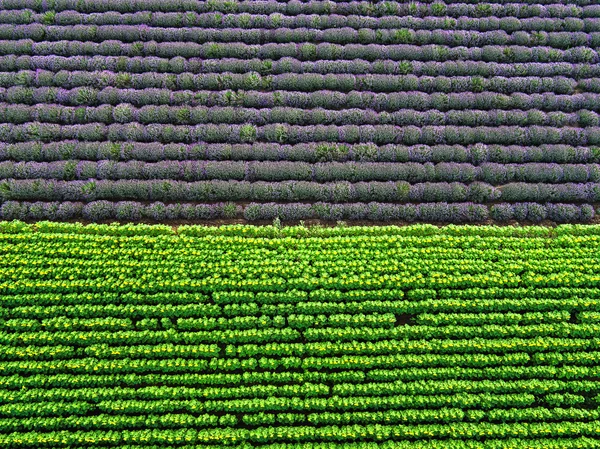 Aerial view of a landscape with lavender field and sunflower — Stock Photo, Image