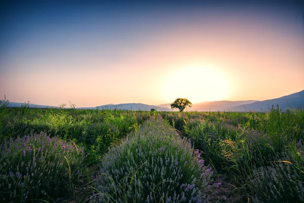 ラベンダーの花咲く無限の行フィールド。夕焼け. — ストック写真