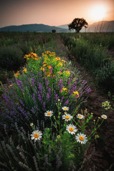 Mooi beeld van Lavendel veld en witte camomiles. — Stockfoto