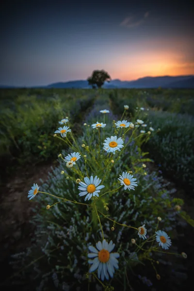 라벤더 밭 및 백색 camomiles의 아름 다운 이미지. — 스톡 사진