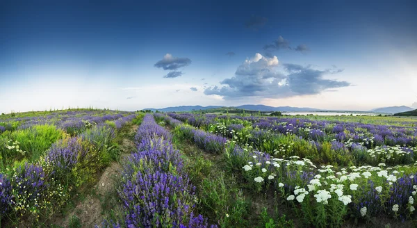 Hermosa imagen de campo de lavanda y manzanillas blancas . —  Fotos de Stock