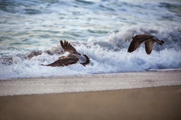 Vliegende zeemeeuw over de blauwe zee — Stockfoto