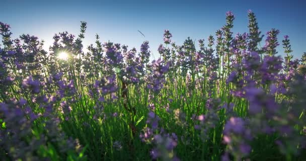 Lavanda florescendo campos de flores e abelhas em fileiras intermináveis. Pôr do sol . — Vídeo de Stock