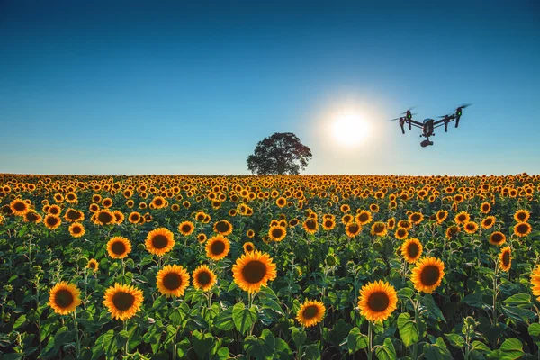 Flygande drönare och solrosfält — Stockfoto