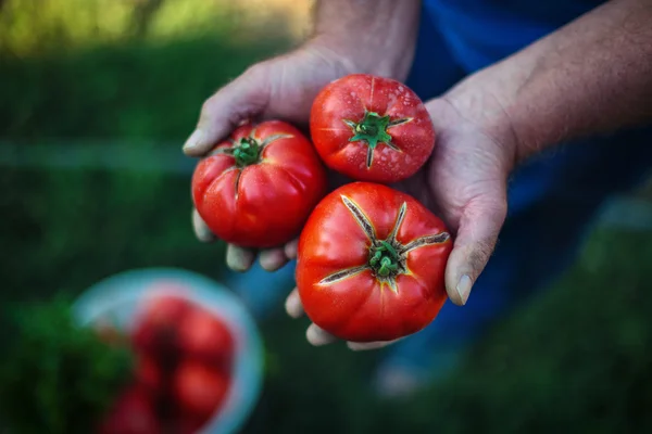 新鮮な収穫のトマト農家の手で — ストック写真