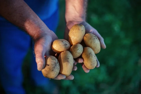 토양에서 신선 한 유기농 감자를 수확하는 손 — 스톡 사진