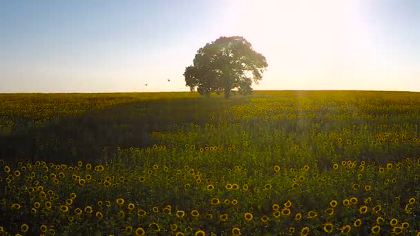 Вид с воздуха на поле цветущих подсолнухов на фоне заката — стоковое видео