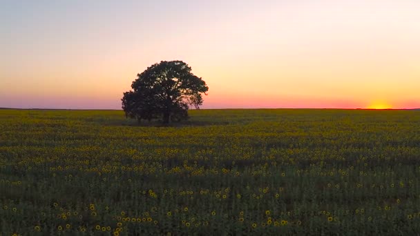 Vista aérea sobre el campo de girasoles en flor sobre un atardecer de fondo — Vídeos de Stock