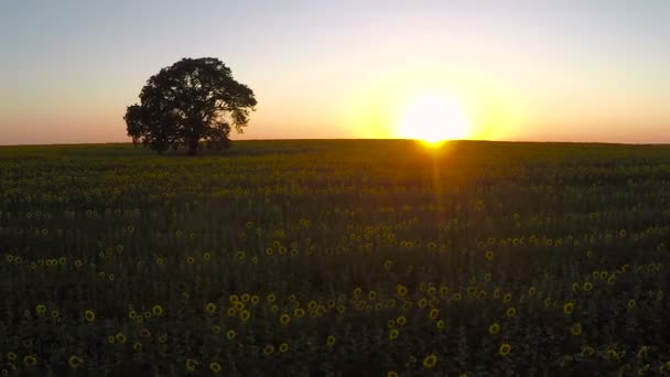 Vista aérea sobre o campo de girassóis florescendo em um pôr do sol de fundo — Vídeo de Stock