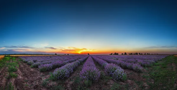 Lavanta çiçek çiçek açan sonsuz satır alanlarında. Günbatımı vurdu. — Stok fotoğraf