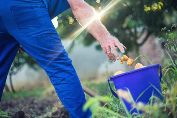 Agricoltore che lavora in giardino raccogliendo patate biologiche fresche — Foto Stock