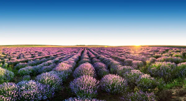 Lavendel flower blommande fält i ändlösa rader. Solnedgång skott. — Stockfoto