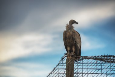 Griffin Vulture (Gyps fulvus) in Wildlife Reserve Madjarovo, Bul clipart