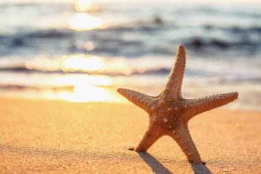 sunrise plajda denizyıldızı