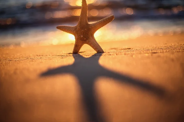 Hvězdice na pláži v sunrise — Stock fotografie