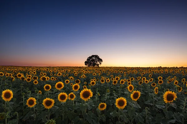 Sunset over the field of sunflowers — Stock Photo, Image