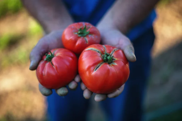 Freshly harvested tomatoes in farmers hands — Stock Photo, Image