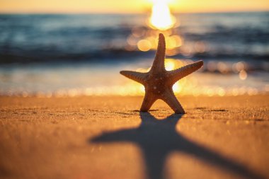 sunrise plajda denizyıldızı
