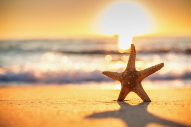 sunrise plajda denizyıldızı