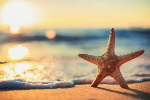 Starfish on the beach at sunrise — Stock Photo, Image